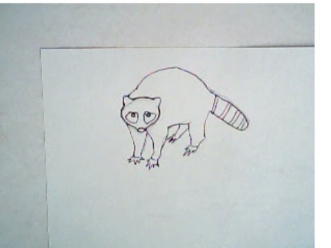 480x360 How To Draw A Raccoon - Raccoon Drawing Easy