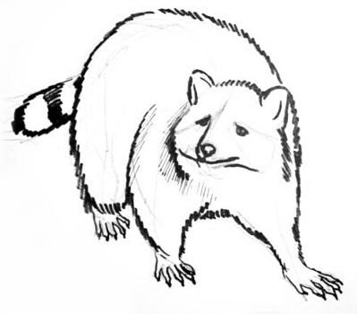 399x350 How To Draw A Raccoon - Raccoon Drawing Easy