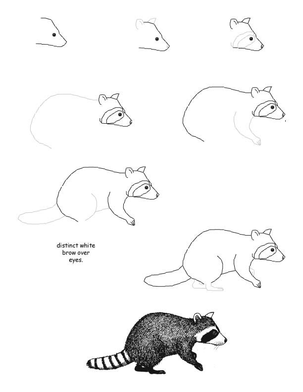 612x792 Tutorialy In Drawings, Raccoon Drawing - Raccoon Drawing Easy
