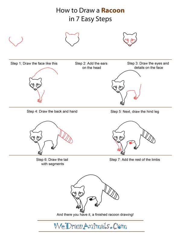 600x776 How To Draw A Raccoon - Raccoon Drawing Step By Step