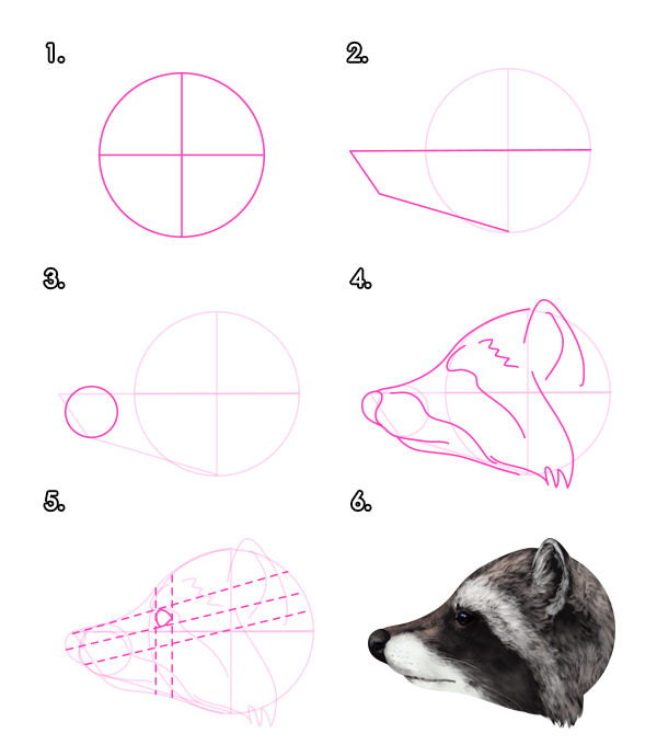 600x690 How To Draw Animals Red Pandas And Raccoons - Raccoon Drawing Step By Step