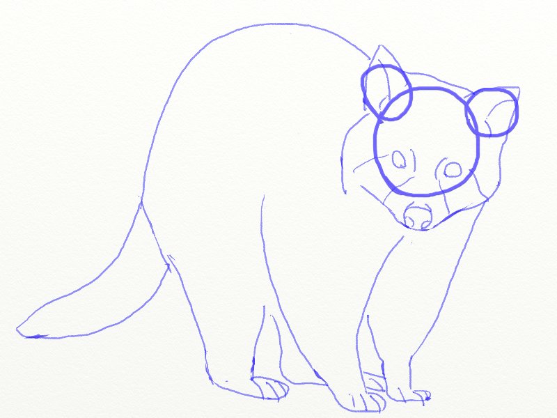 800x600 How To Draw A Raccoon - Raccoon Drawing Step By Step