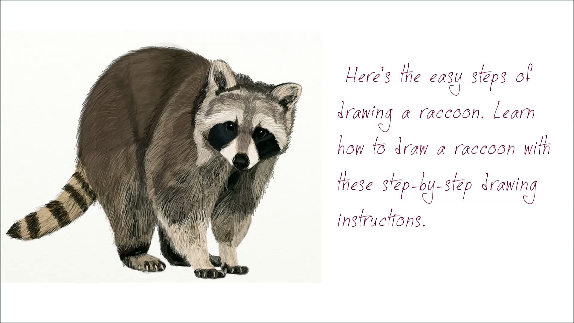 1920x1080 How To Draw A Raccoon Step - Raccoon Drawing Step By Step