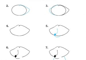 300x210 Raccoon Drawing Step - Raccoon Drawing Step By Step