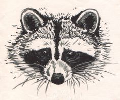 Raccoon Face Drawing