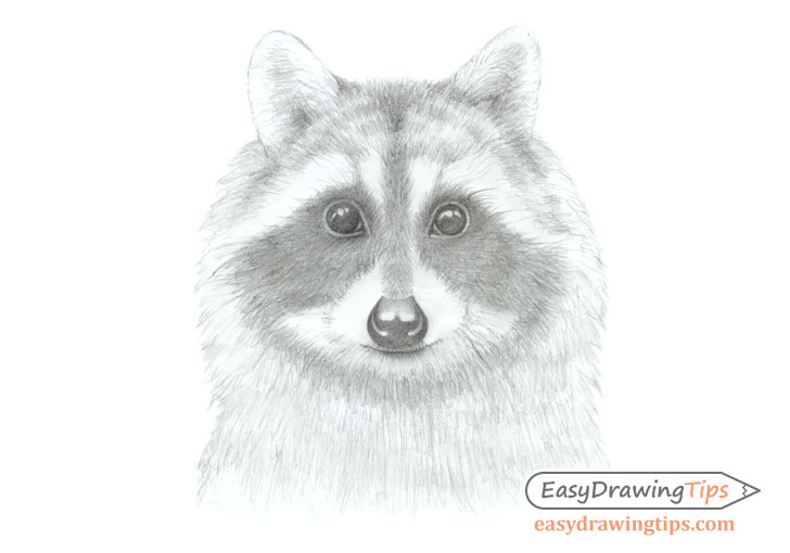 728x510 How To Draw A Raccoon Face Step - Raccoon Face Drawing