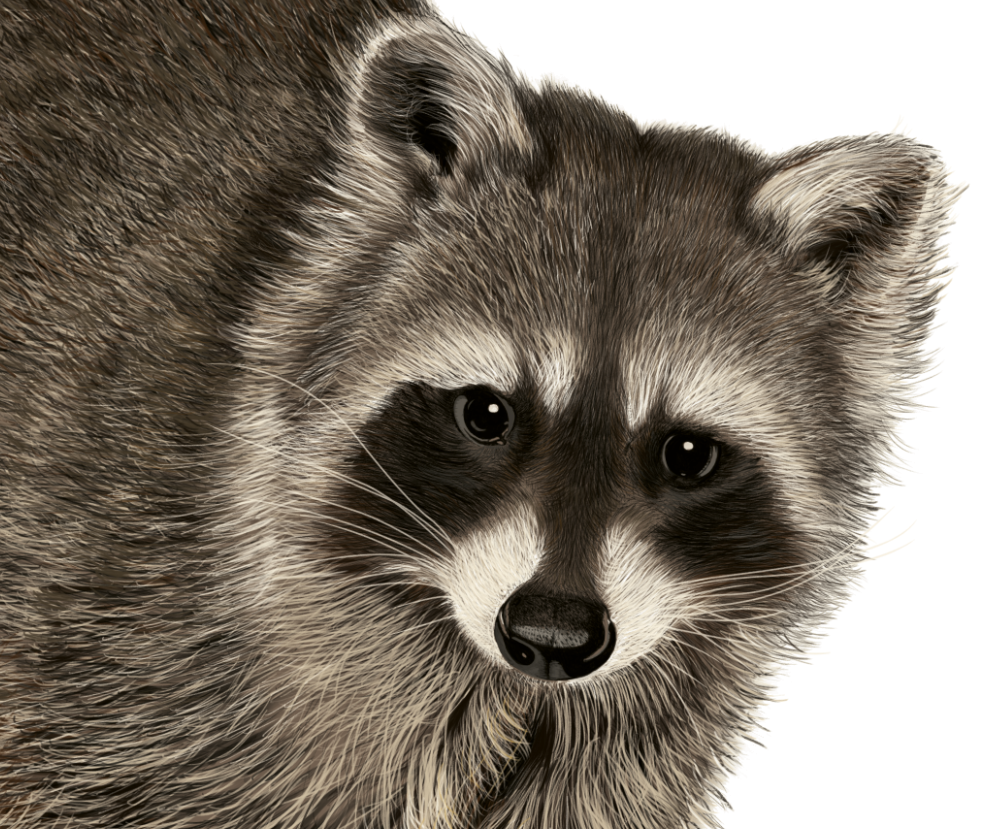raccoon-face-drawing-at-paintingvalley-explore-collection-of
