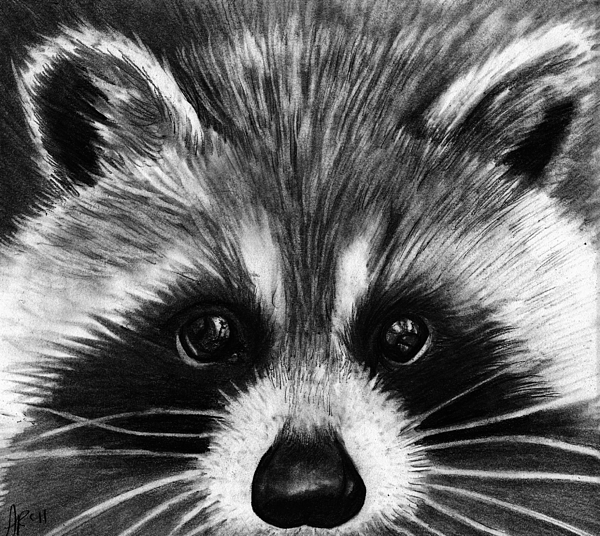 Raccoon Face Drawing at PaintingValley.com | Explore collection of ...