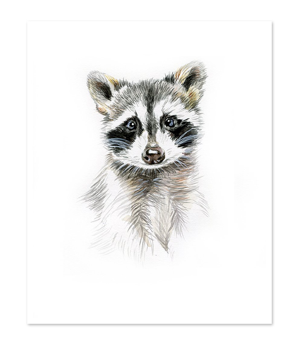 Raccoon Face Drawing at Explore collection of