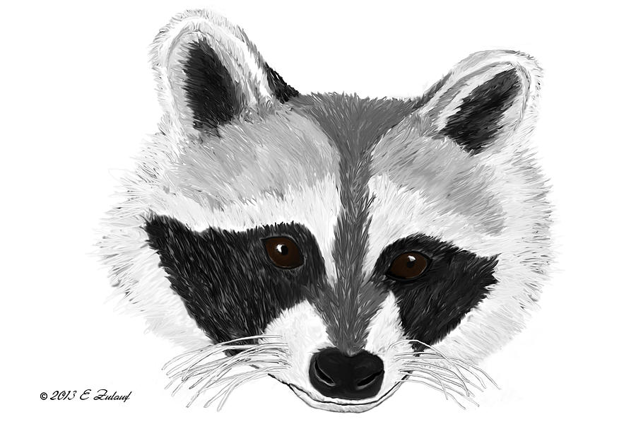 900x600 Raccoon Drawing Free Download - Raccoon Face Drawing