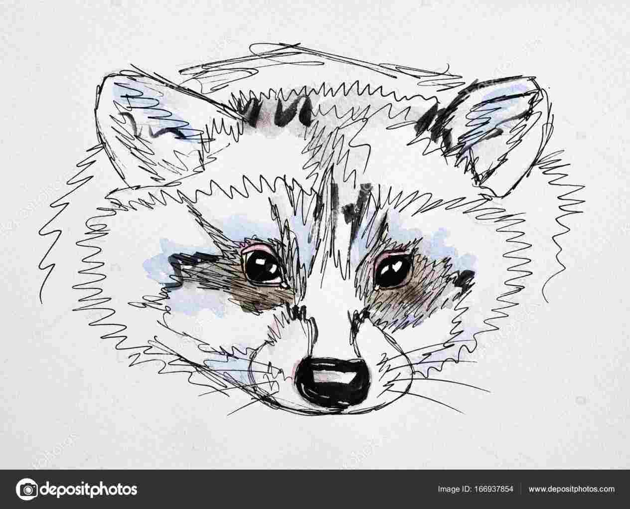 1264x1021 draw raccoon portrait stock royalty free rhshutterstockcom hand - Raccoon Face Drawing