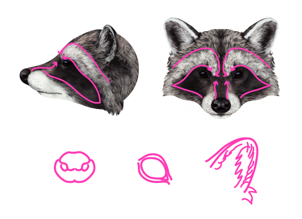 600x436 how to draw animals red pandas and raccoons - Raccoon Face Drawing