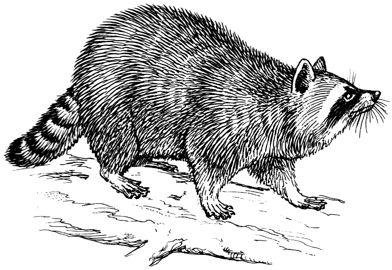 800x551 free black and white raccoon clipart animals raccoon drawing - Raccoon Line Drawing