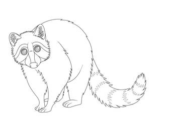 342x250 Free Raccoon Line Art - Raccoon Line Drawing