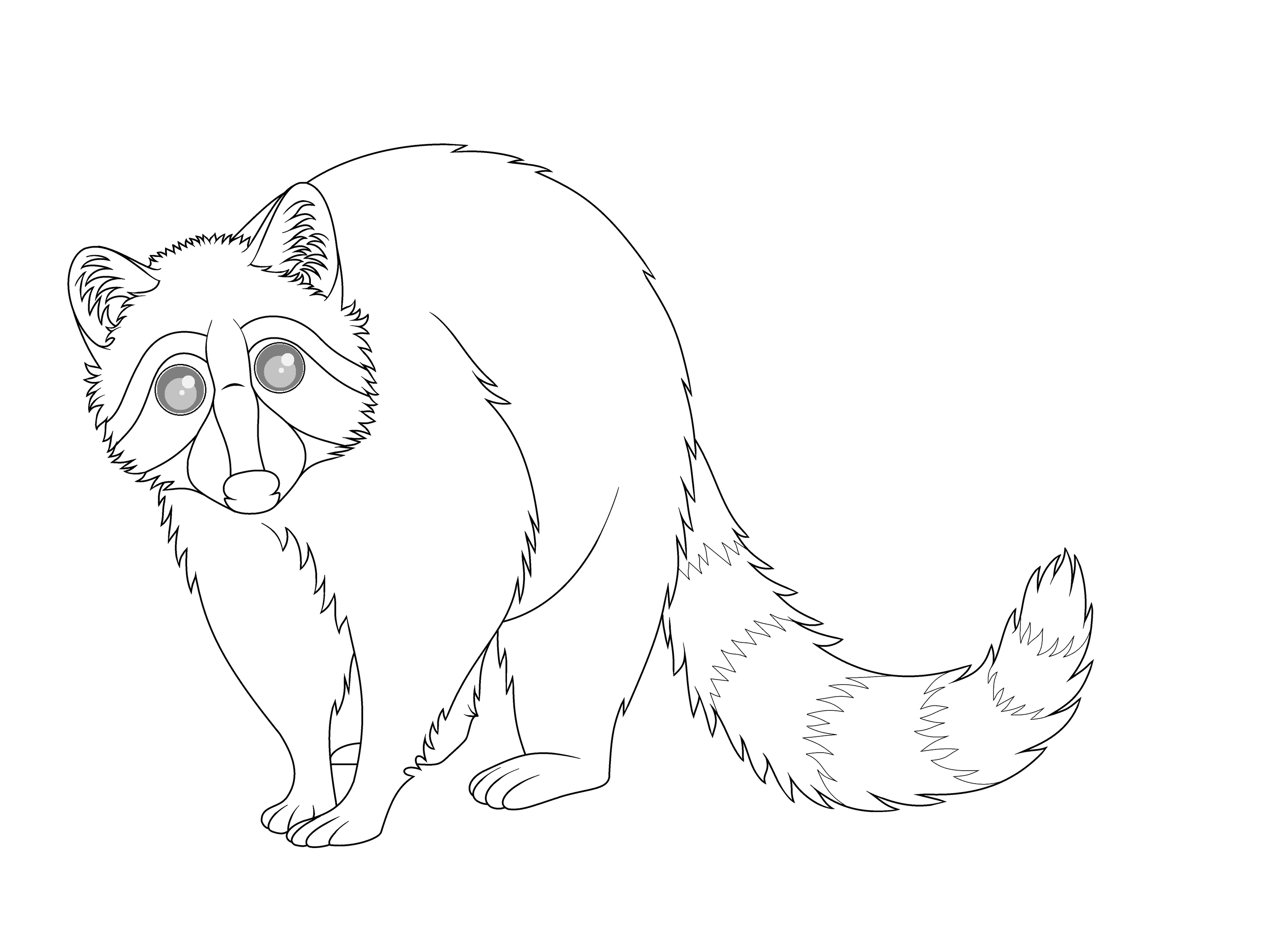 Raccoon Line Drawing at Explore collection of