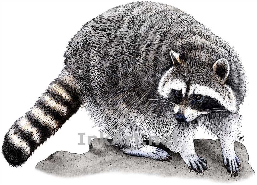 Raccoon Line Art Drawing