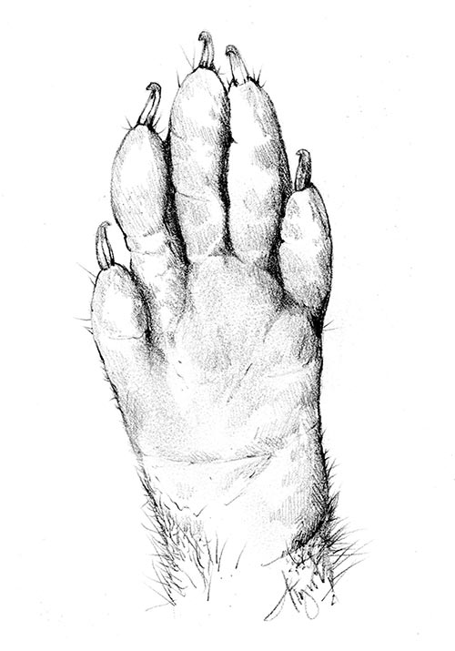 500x715 raccoons it's all in the hands the outside story - Raccoon Line Drawing