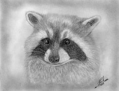 Raccoon Pencil Drawing