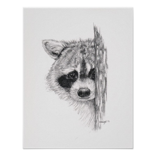 540x540 pencil drawing 'peeking raccoon' poster - Raccoon Pencil Drawing