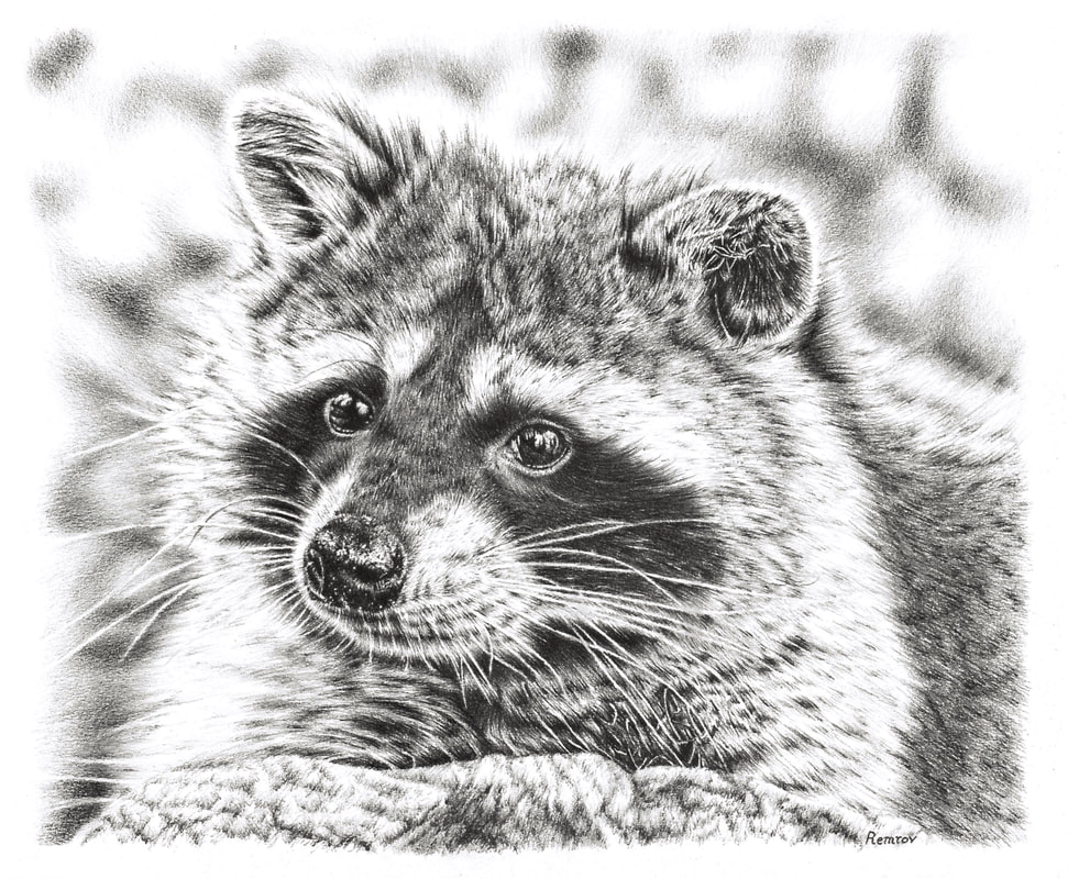 971x800 photorealistic pencil drawings of animals - Raccoon Pencil Drawing