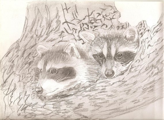 570x415 Portrait Pencil Sketch Baby Raccoons In Tree X Inches Etsy - Raccoon Pencil Drawing