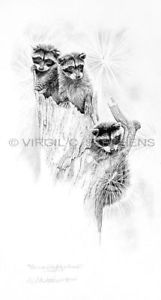 161x300 raccoon art, wildlife raccoons, pencil drawing print, wildlife art - Raccoon Pencil Drawing