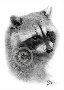 212x300 Raccoon Art Pencil Drawing Print Signed Animal Portrait - Raccoon Pencil Drawing
