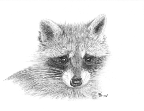 Raccoon Pencil Drawing at PaintingValley.com | Explore collection of ...