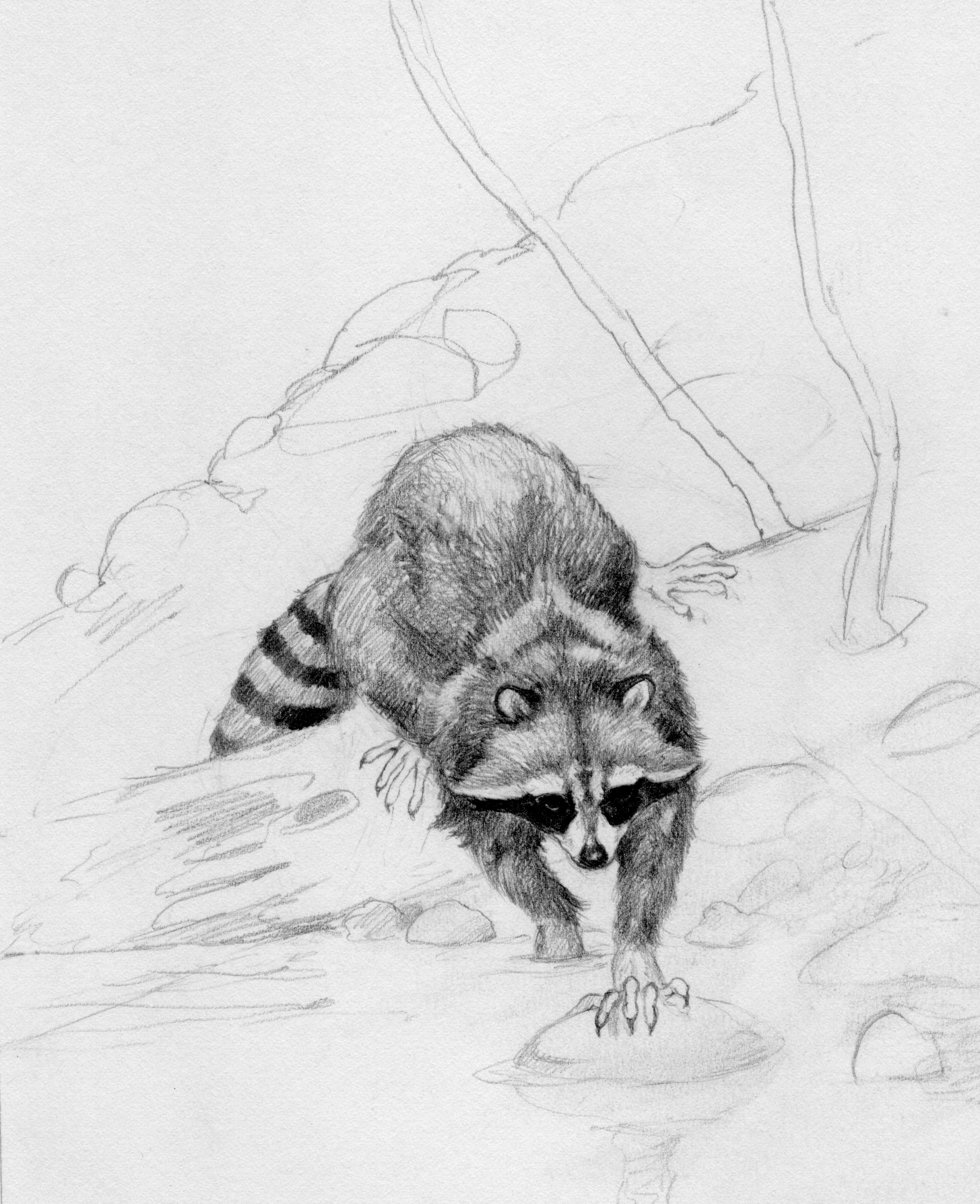 Raccoon Pencil Drawing at Explore collection of