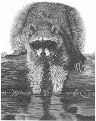 319x400 Raccoon Pencil Sketch - Raccoon Pencil Drawing
