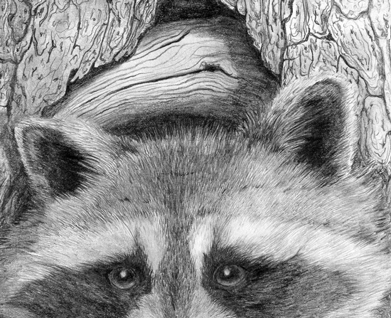550x447 Raccoon Wildlife Art Graphite Pencil Sketch Drawing Painting - Raccoon Pencil Drawing