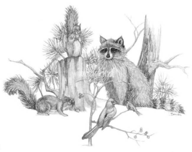 650x515 Raccoon And Friends - Raccoon Pencil Drawing