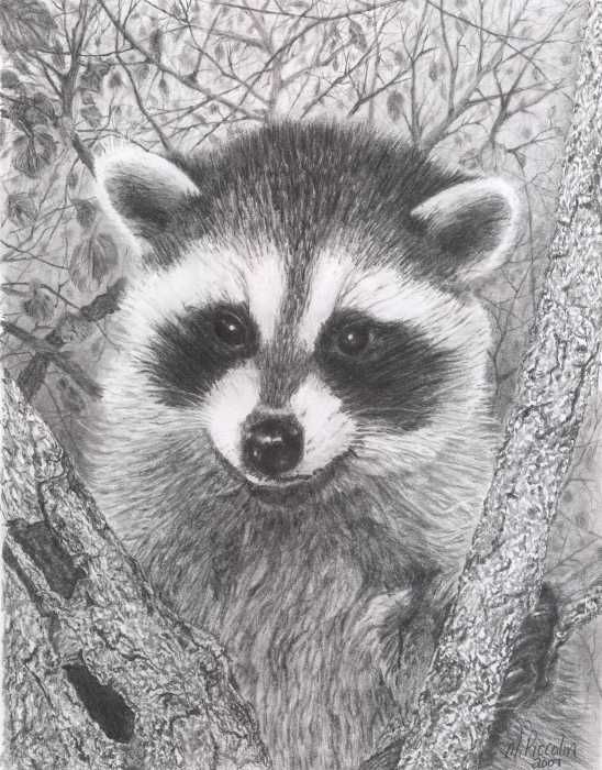 Raccoon Pencil Drawing at PaintingValley.com | Explore collection of ...