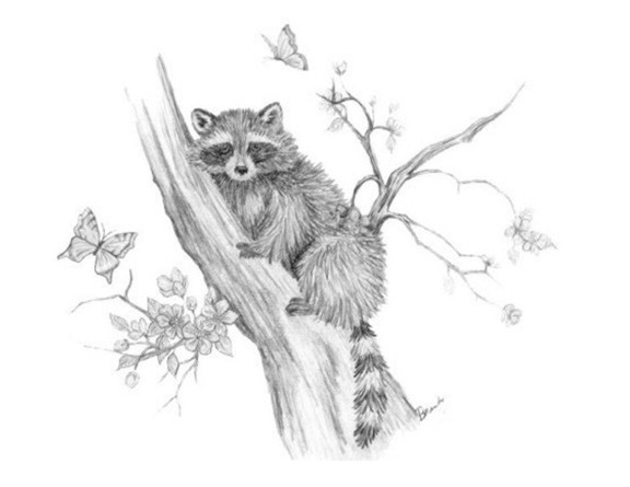 576x445 Raccoon In A Tree - Raccoon Pencil Drawing