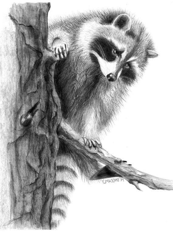 Raccoon Pencil Drawing at PaintingValley.com | Explore collection of ...