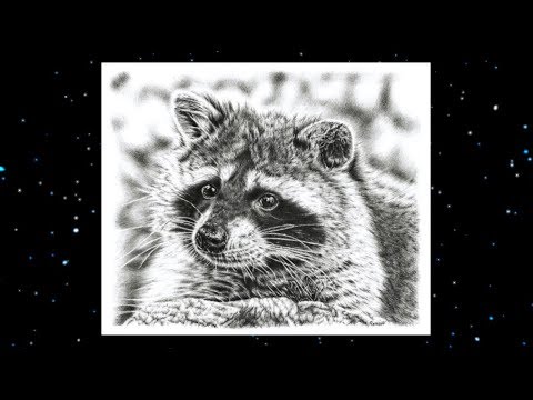 480x360 realistic raccoon pencil drawing time lapse - Raccoon Pencil Drawing