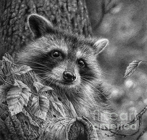 500x478 Young Raccoon Study Drawing - Raccoon Pencil Drawing
