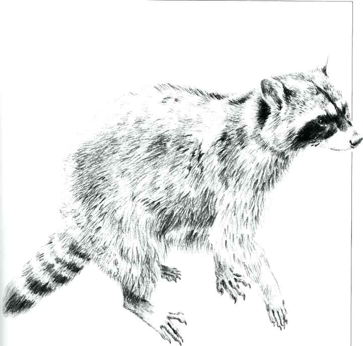 721x687 Animals Pencil Drawing Natalietan - Raccoon Pencil Drawing