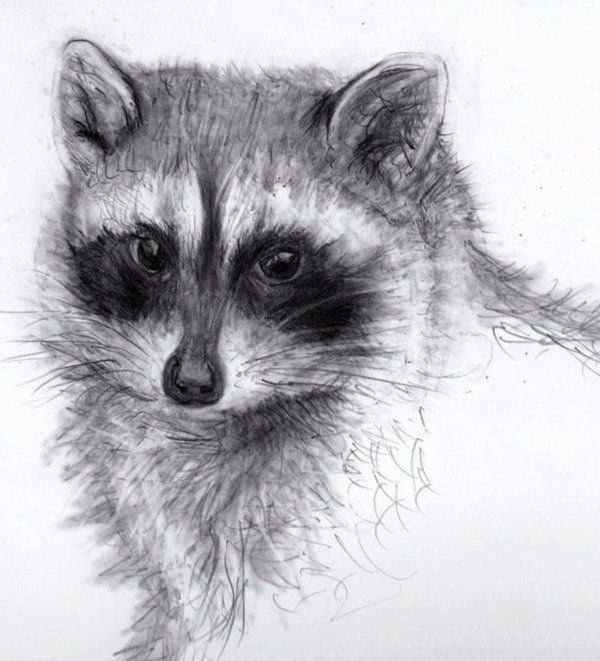 600x661 Animals Pencil Drawings - Raccoon Pencil Drawing