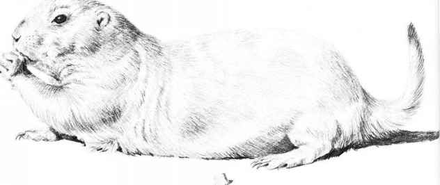 632x266 Drawing Small Animals - Raccoon Pencil Drawing