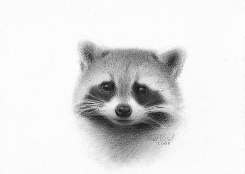 Raccoon Pencil Drawing at PaintingValley.com | Explore collection of ...