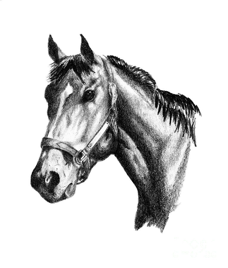 Race Horse Drawing at Explore collection of Race