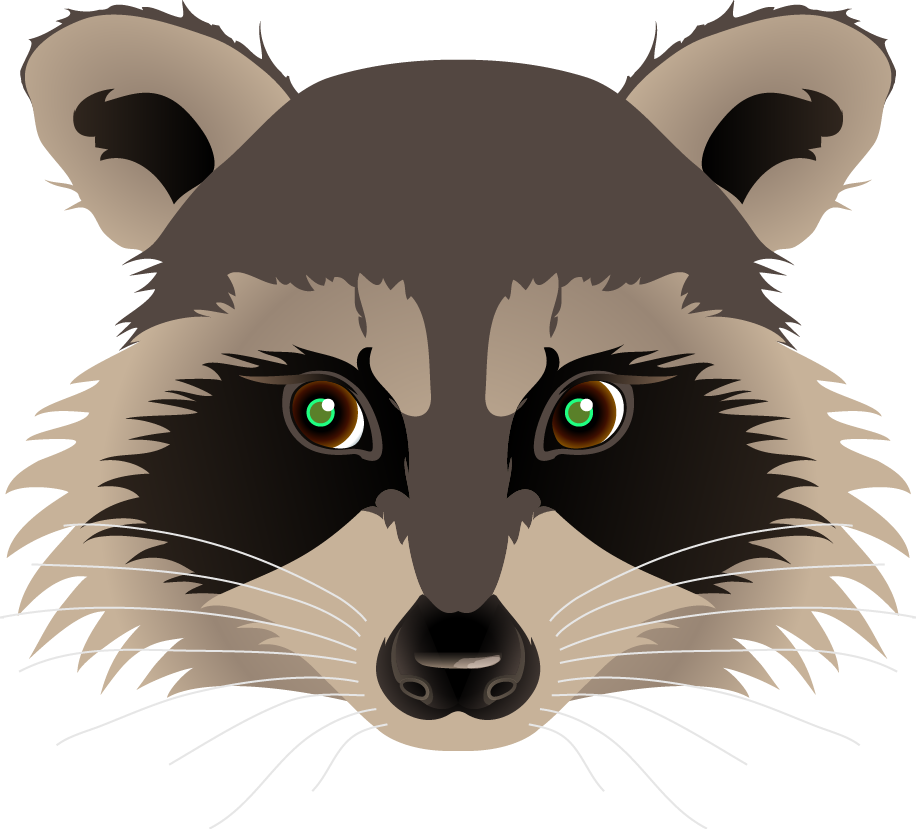 916x829 collection of free racoon drawing portrait download on ui ex - Racoon Drawing