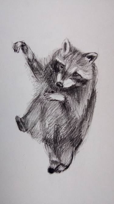 375x667 dancing racoon drawing - Racoon Drawing