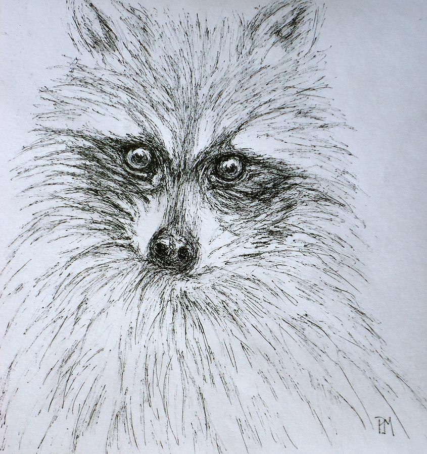 845x900 don's racoon drawing - Racoon Drawing