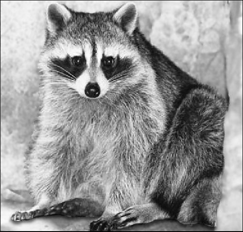 500x477 drawing raccoon realistic transparent png clipart free download - Racoon Drawing