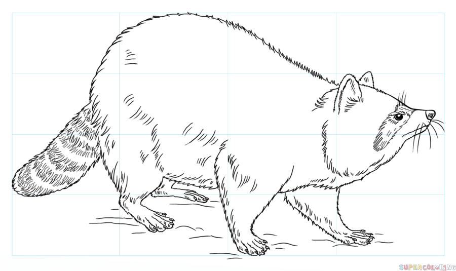 900x535 feet drawing raccoon for free download - Racoon Drawing