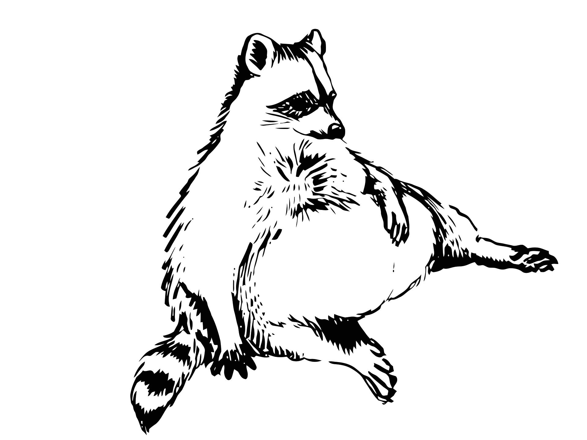 1920x1440 i drew that fat raccoon pics - Racoon Drawing