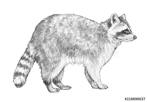 500x350 raccoon sketch hand drawn coon illustration in pencil of racoon - Racoon Drawing