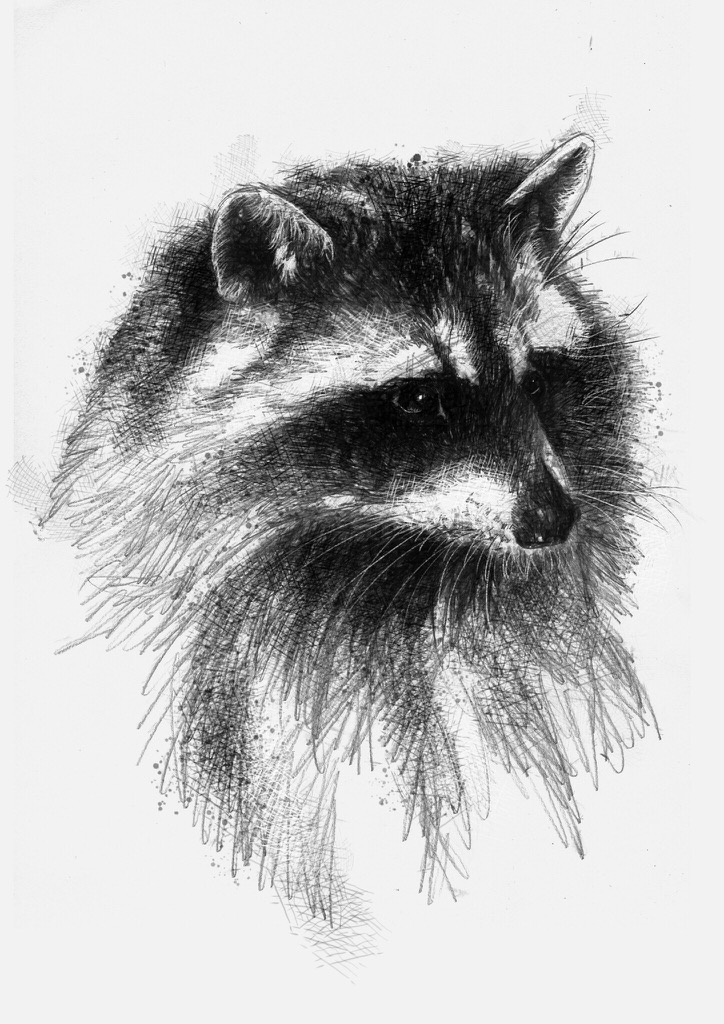724x1024 racoon - Racoon Drawing